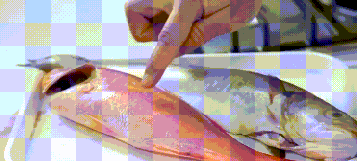 Kiểm tra độ săn chắc của cá